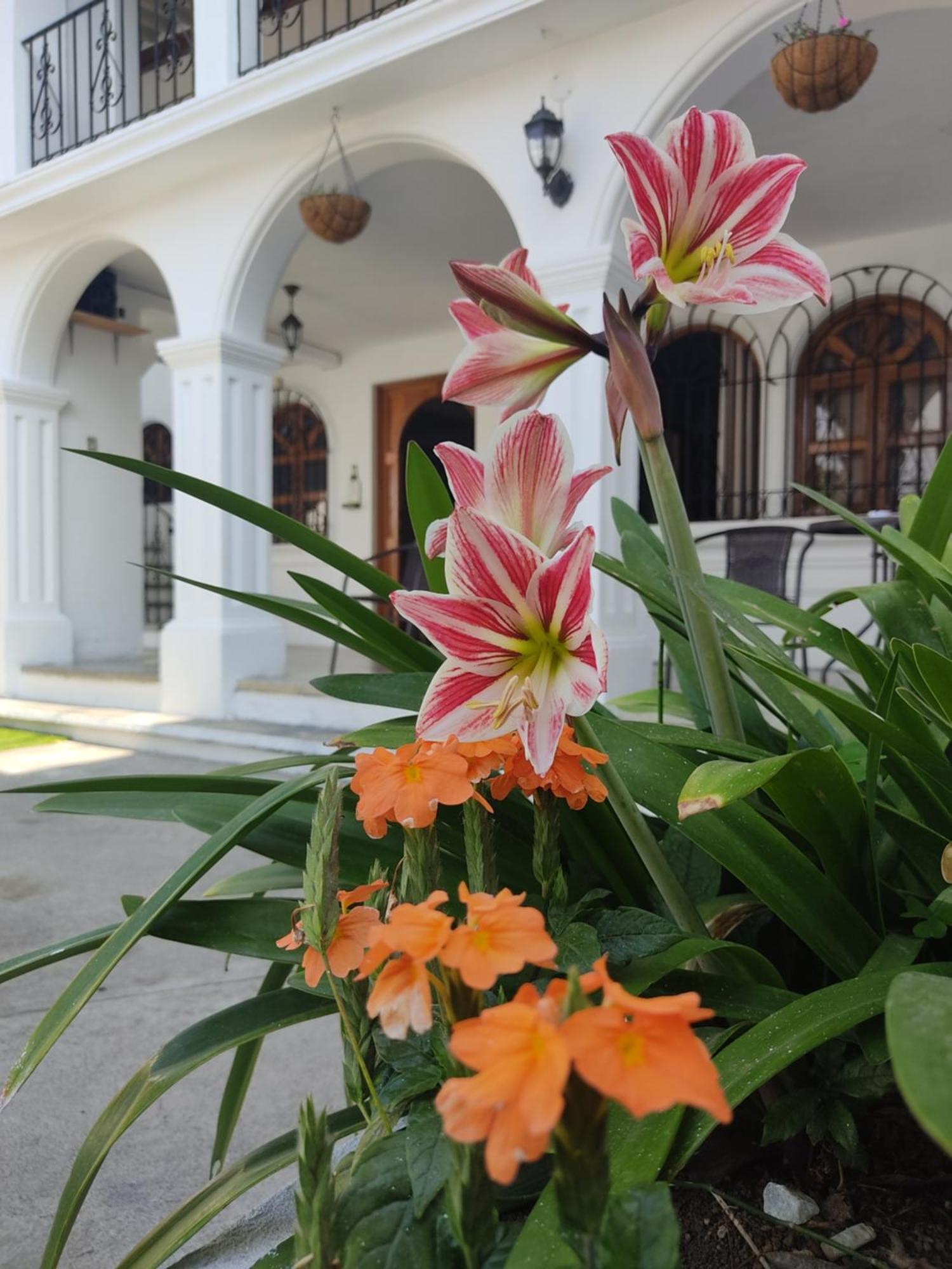 Blue Moon Hostel Antigua Exterior photo